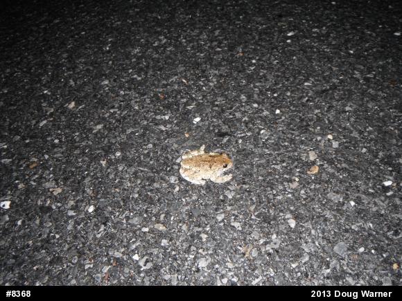 Gray Treefrog