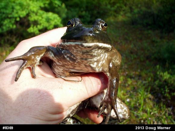 American Bullfrog