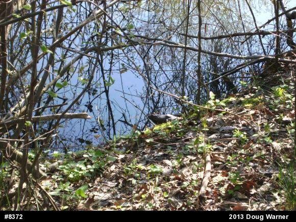 American Bullfrog