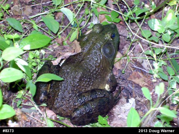 American Bullfrog