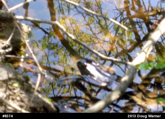 American Bullfrog