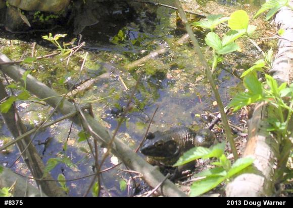 American Bullfrog