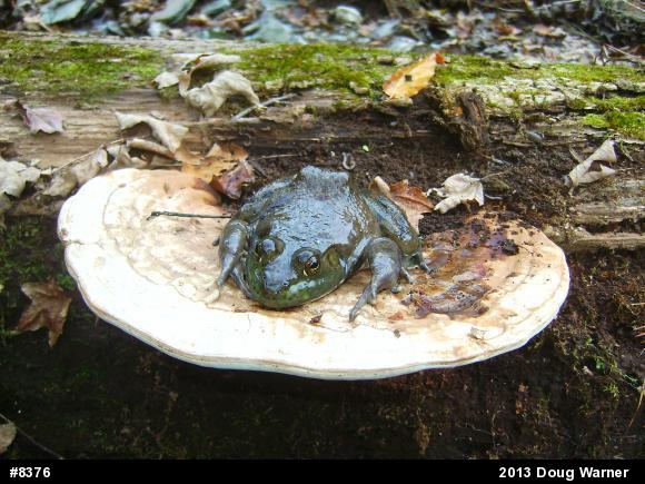 American Bullfrog