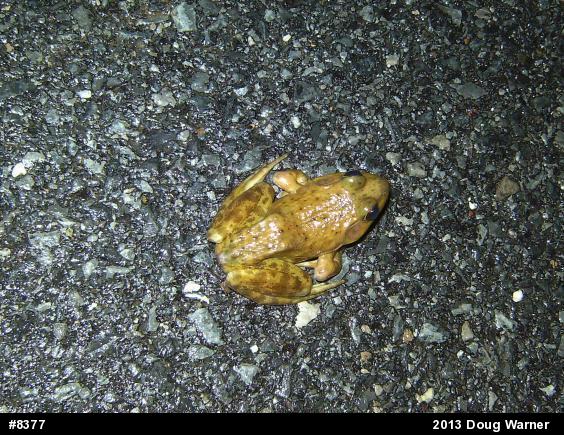 American Bullfrog