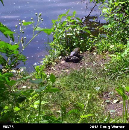 American Bullfrog