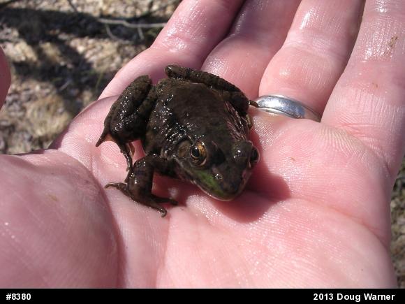 Green Frog