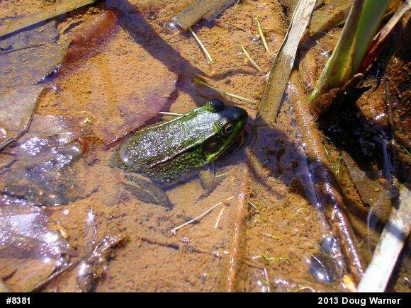 Green Frog