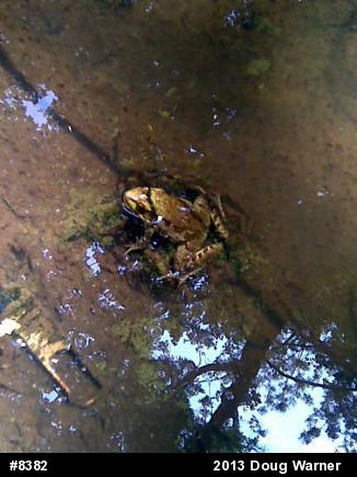 Green Frog