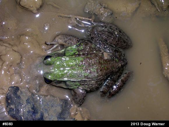 Green Frog