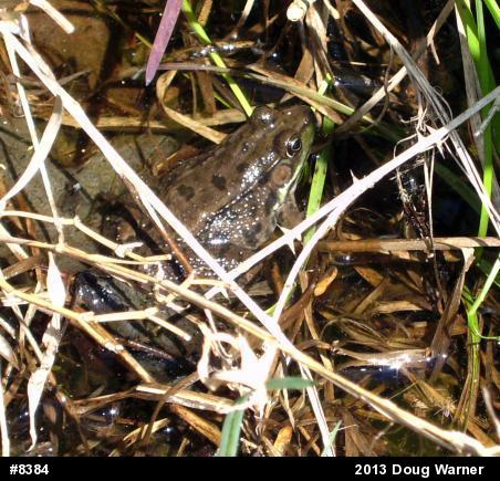 Green Frog