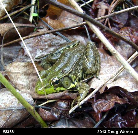 Green Frog