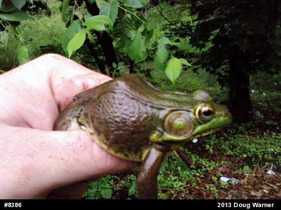 Green Frog