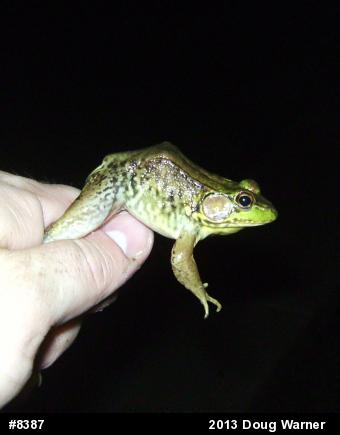 Green Frog