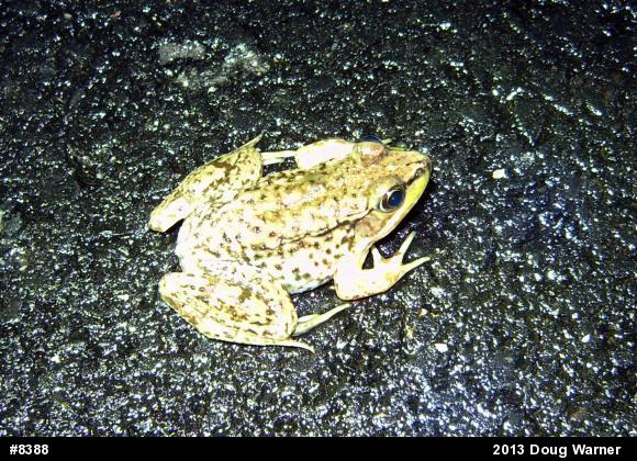 Green Frog