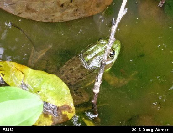 Green Frog