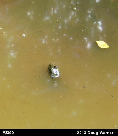 Green Frog