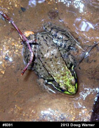 Green Frog