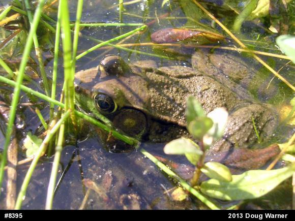 Green Frog