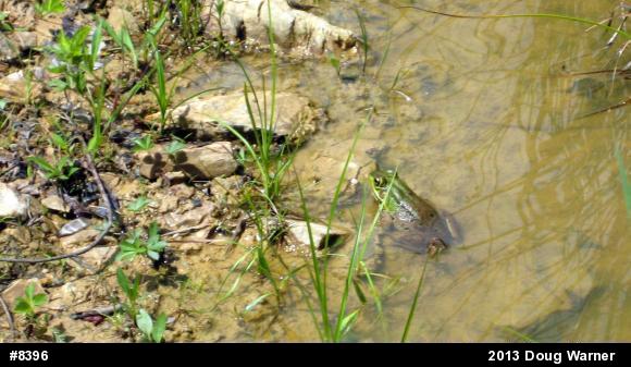 Green Frog
