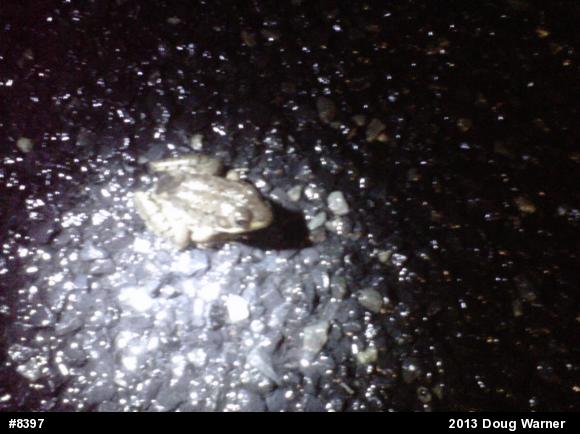 Green Frog