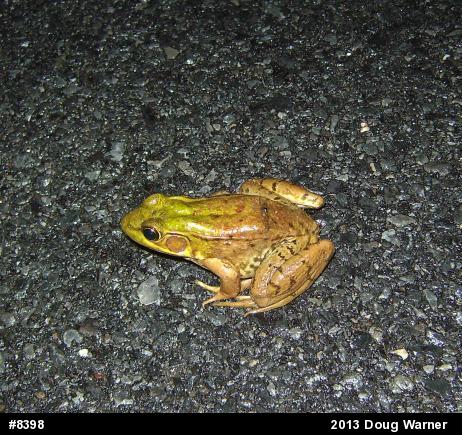 Green Frog