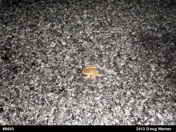 Green Frog