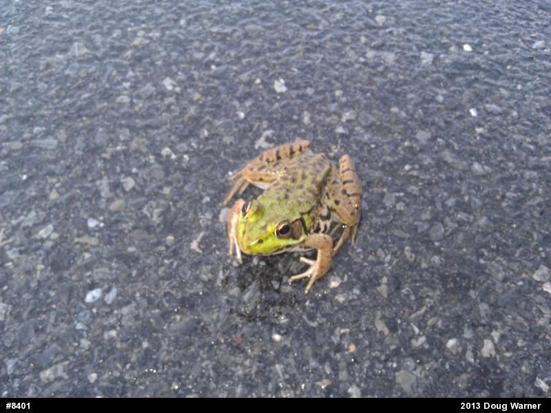 Green Frog