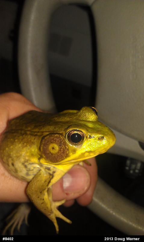 Green Frog