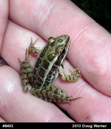 Pickerel Frog