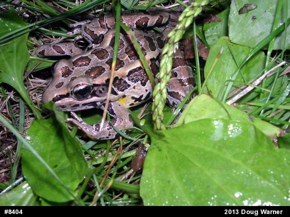 Pickerel Frog