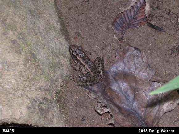 Pickerel Frog