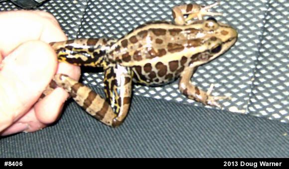Pickerel Frog