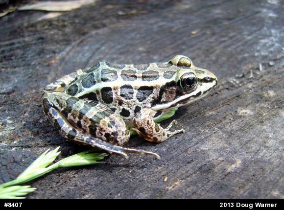 Pickerel Frog