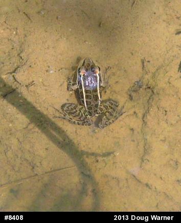 Pickerel Frog