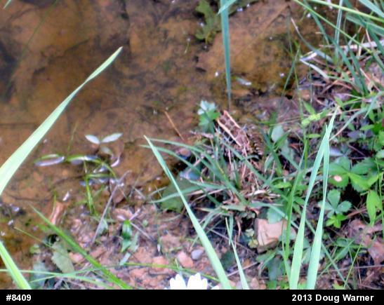 Pickerel Frog