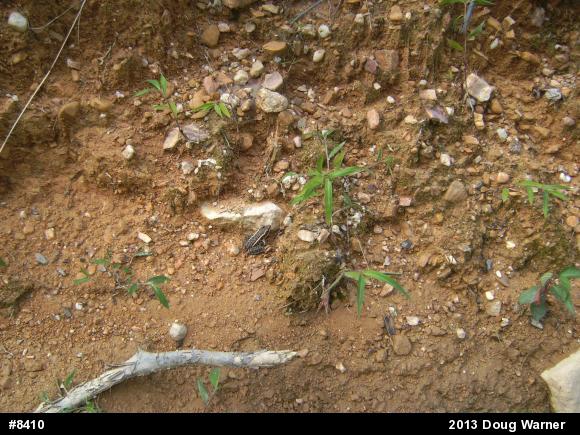 Pickerel Frog