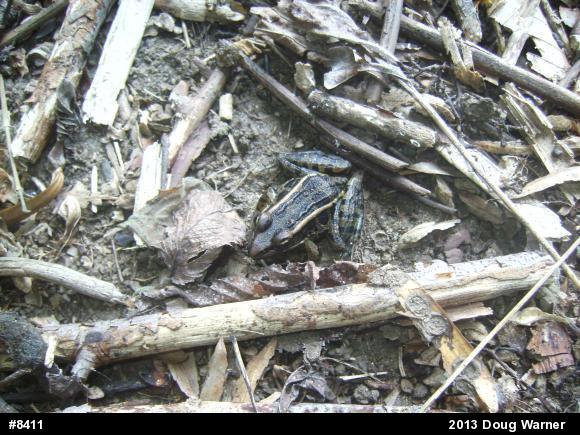 Pickerel Frog
