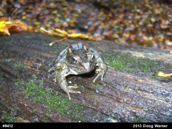 Pickerel Frog