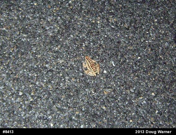 Pickerel Frog