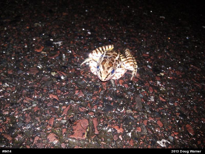 Pickerel Frog