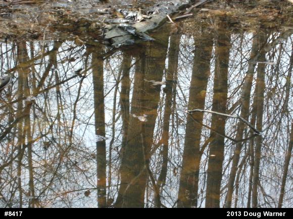 Wood Frog