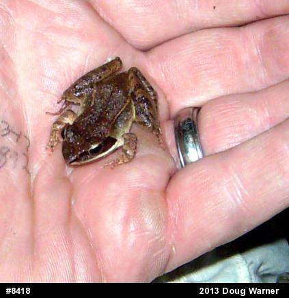 Wood Frog