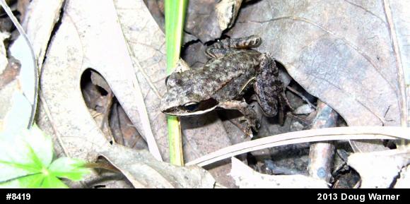 Wood Frog