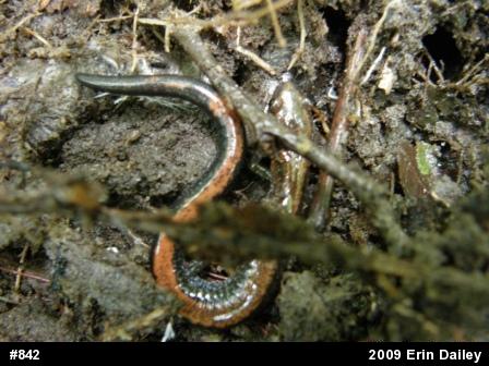 Eastern Red-backed  Salamander