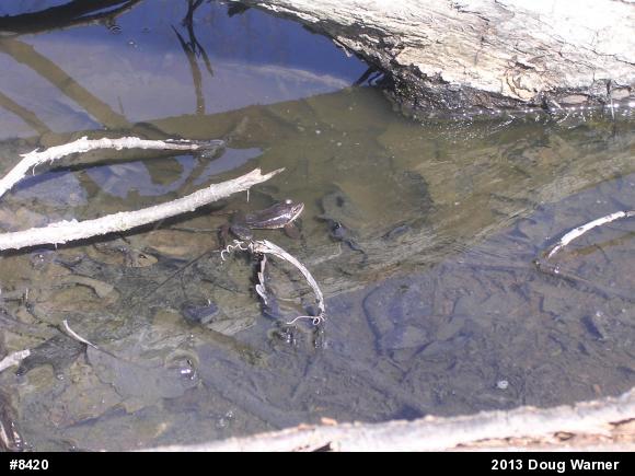 Wood Frog