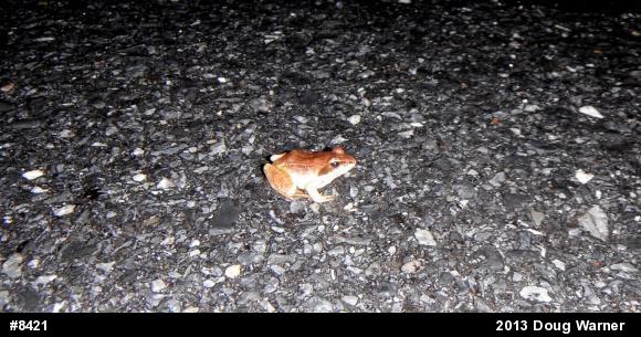 Wood Frog