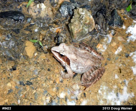 Wood Frog