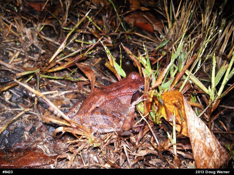 Wood Frog