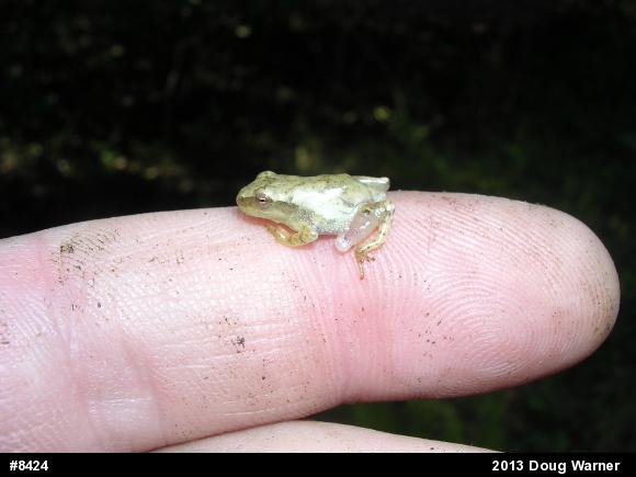 Spring Peeper