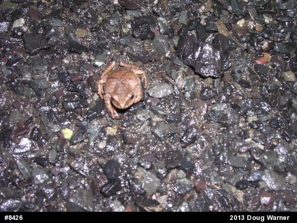 Spring Peeper
